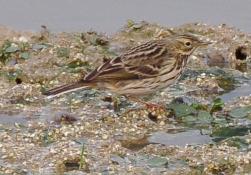 Meadow Pipit