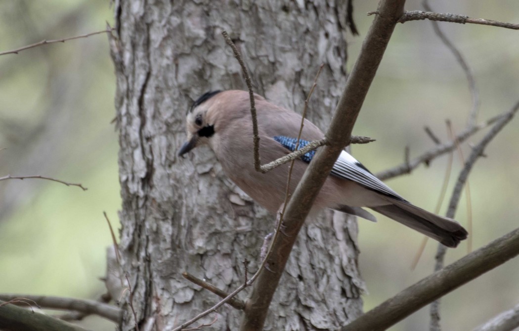 Eurasian Jay