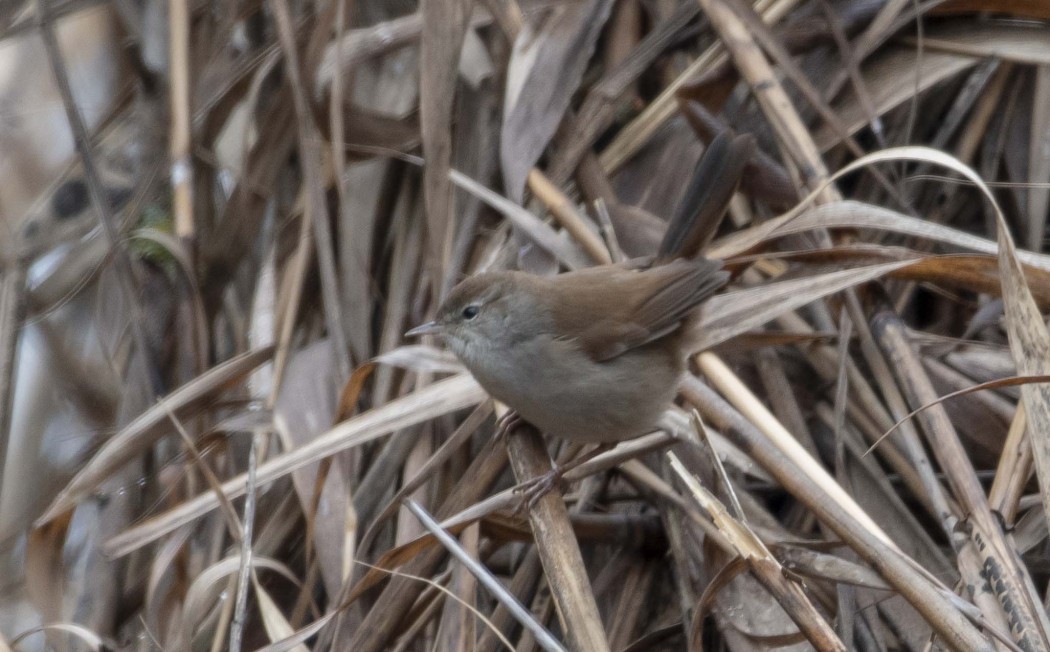 Rufous-tailed Scrub Robin