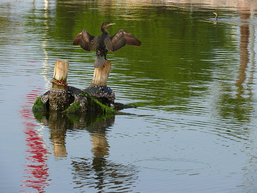 Karabatak
