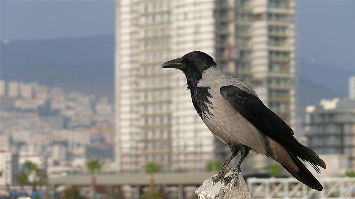 Leş Kargası