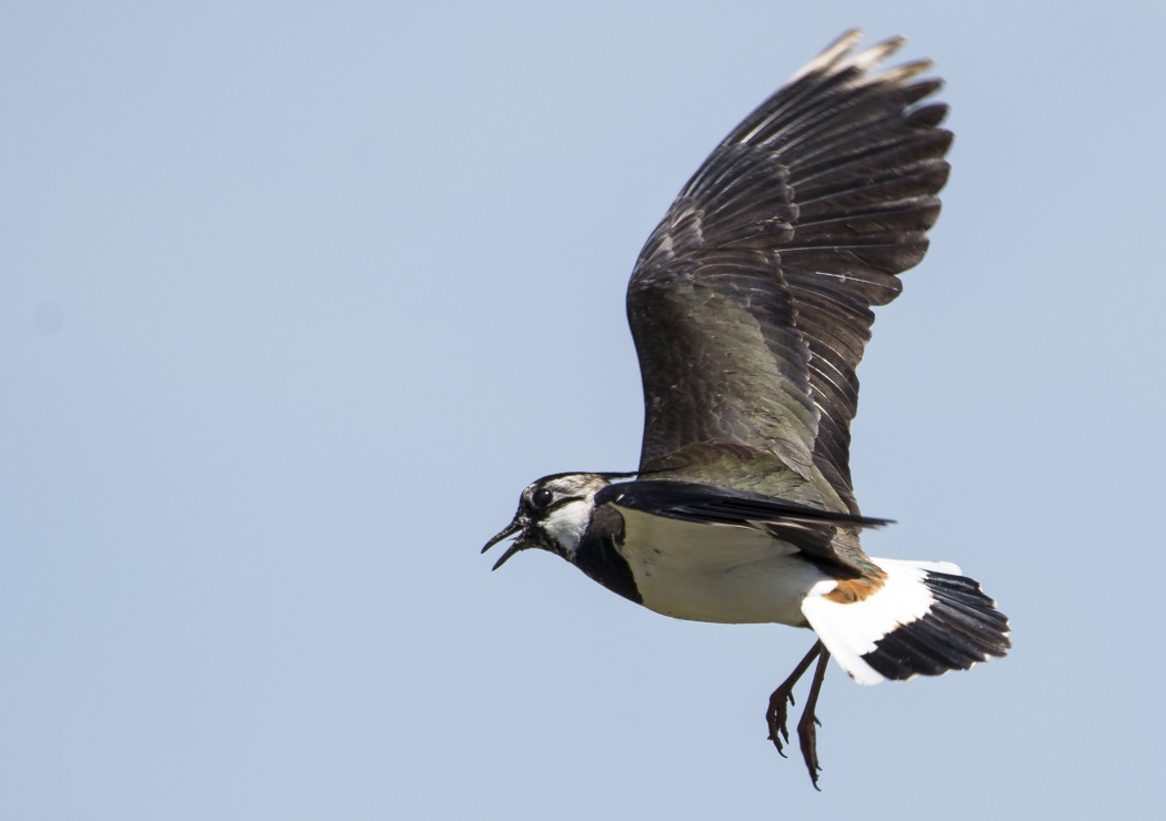 Northern Lapwing