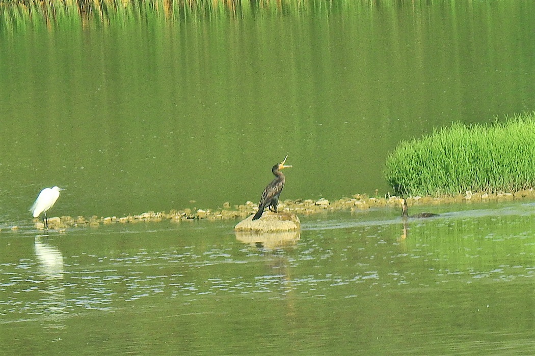 Karabatak