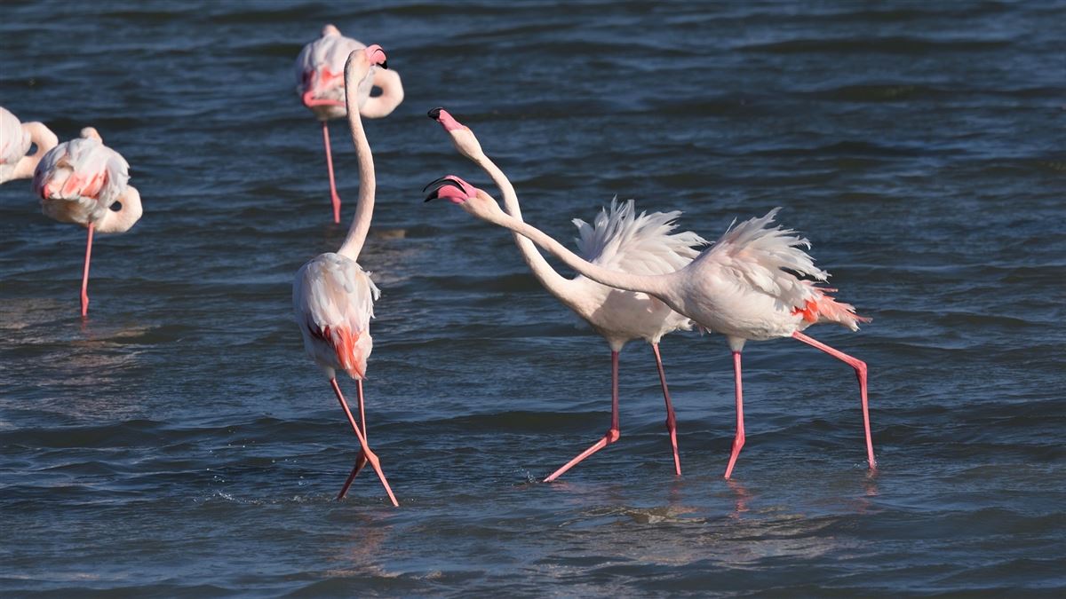 Flamingo