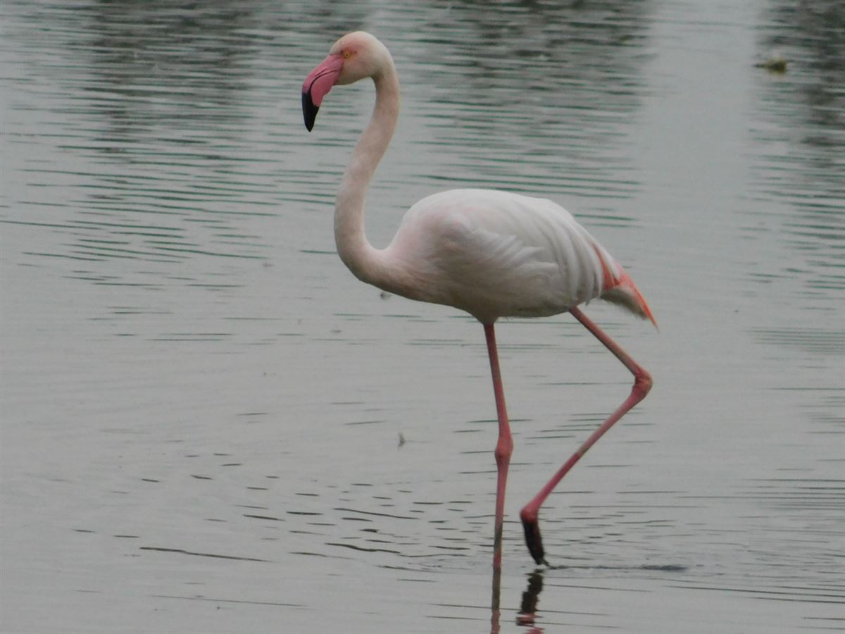 Flamingo