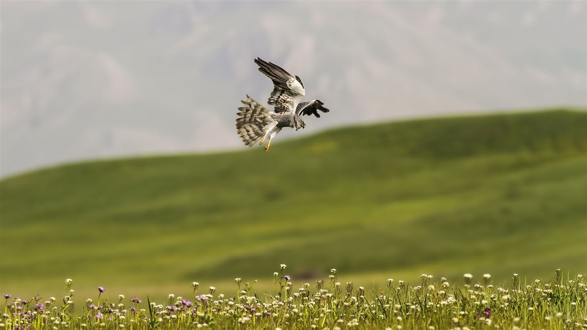 Çayır Delicesi