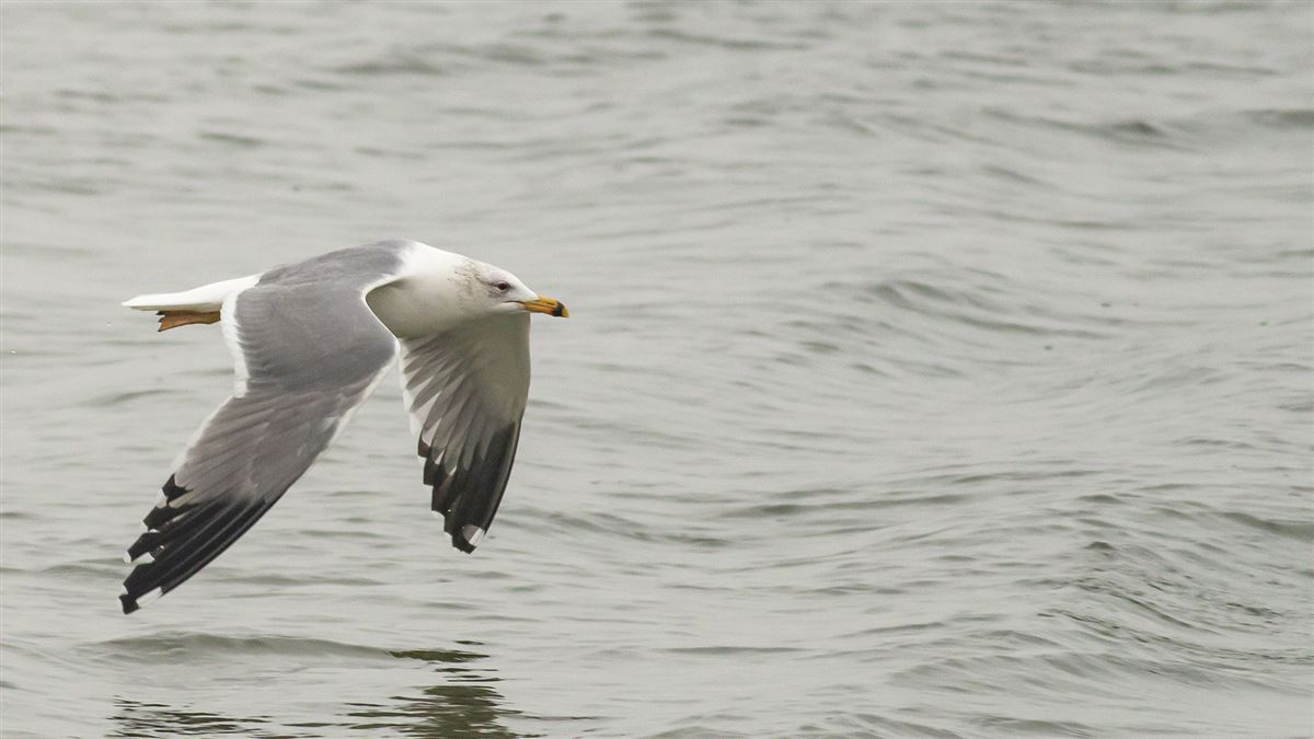 Van Gölü Martısı