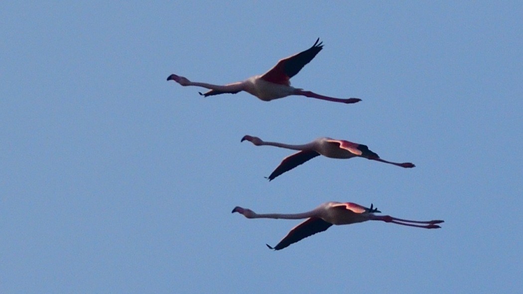 Flamingo