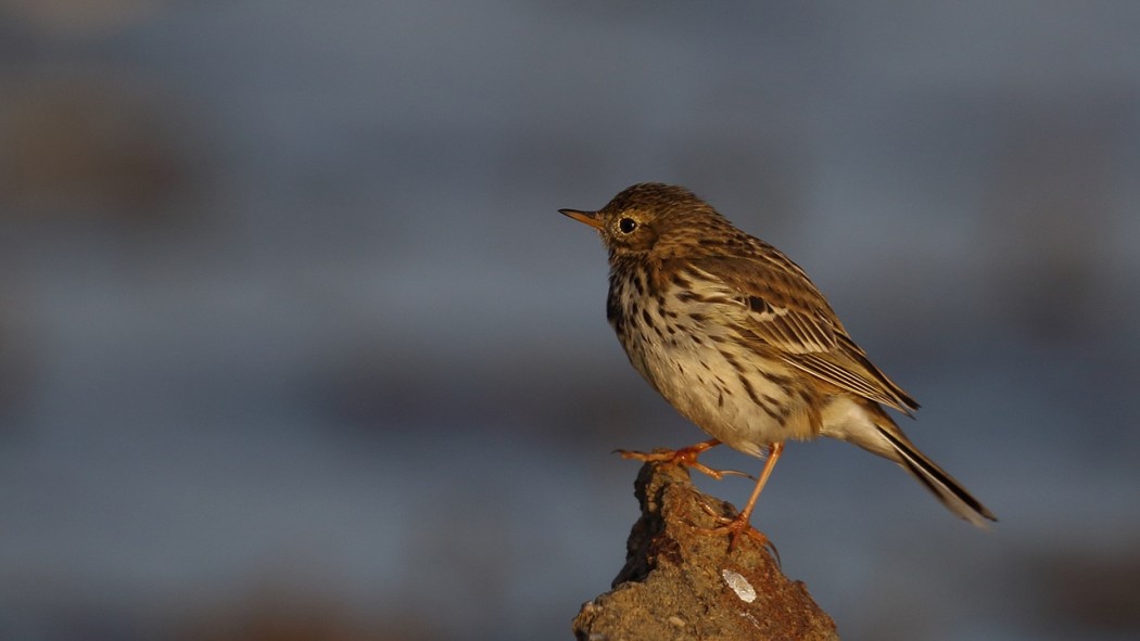 Meadow Pipit