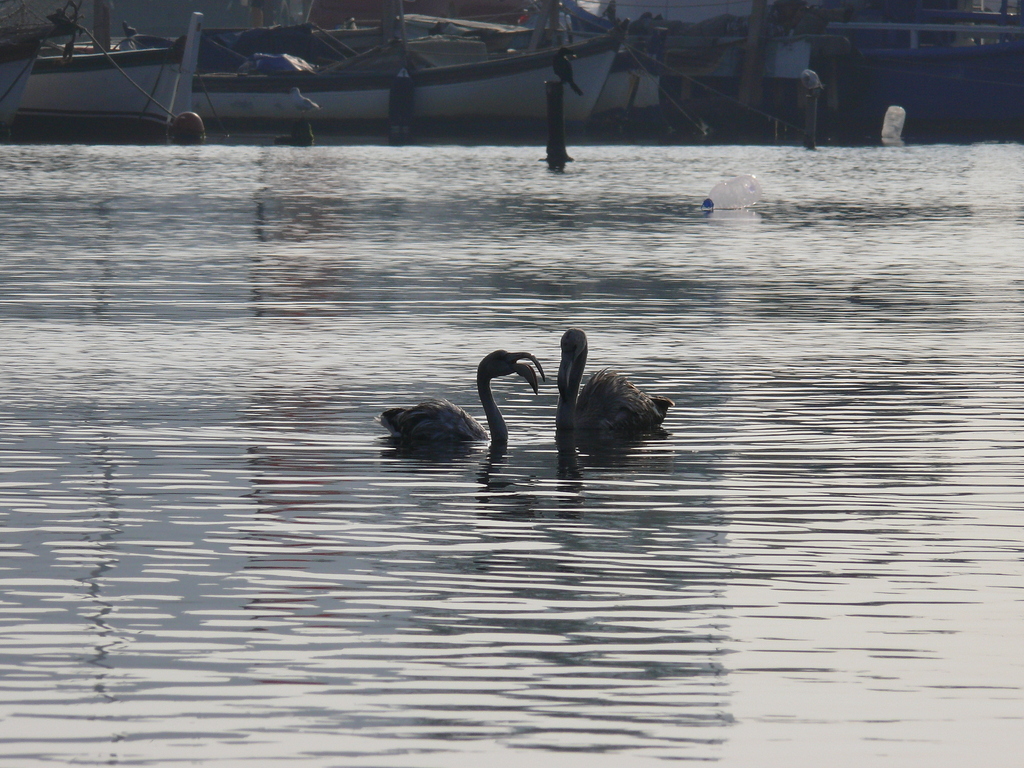 Flamingo