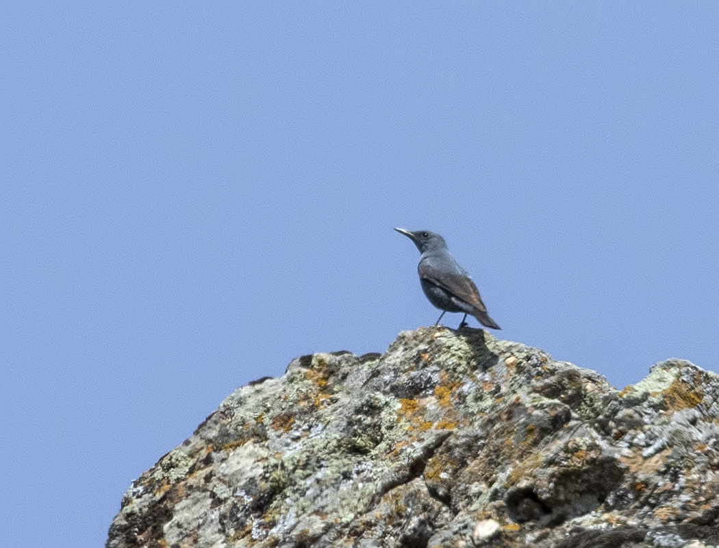 Gökardıç