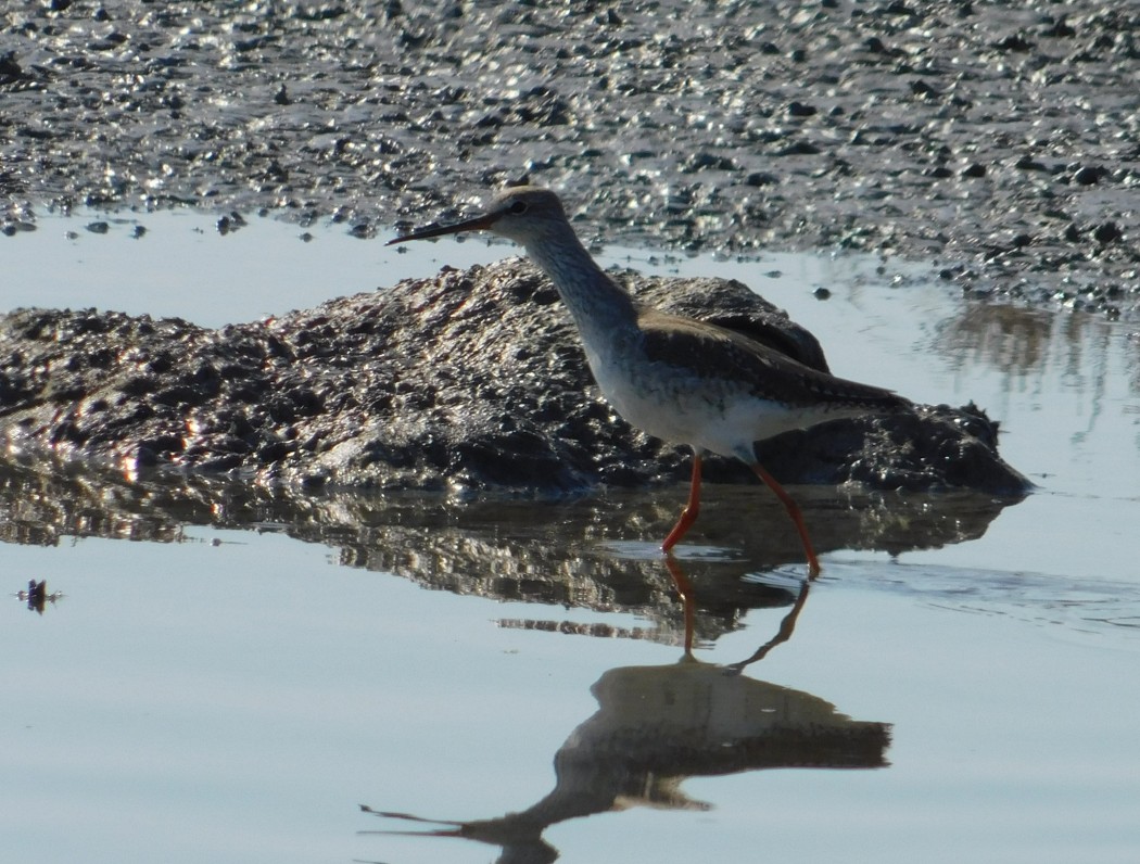 Kara Kızılbacak