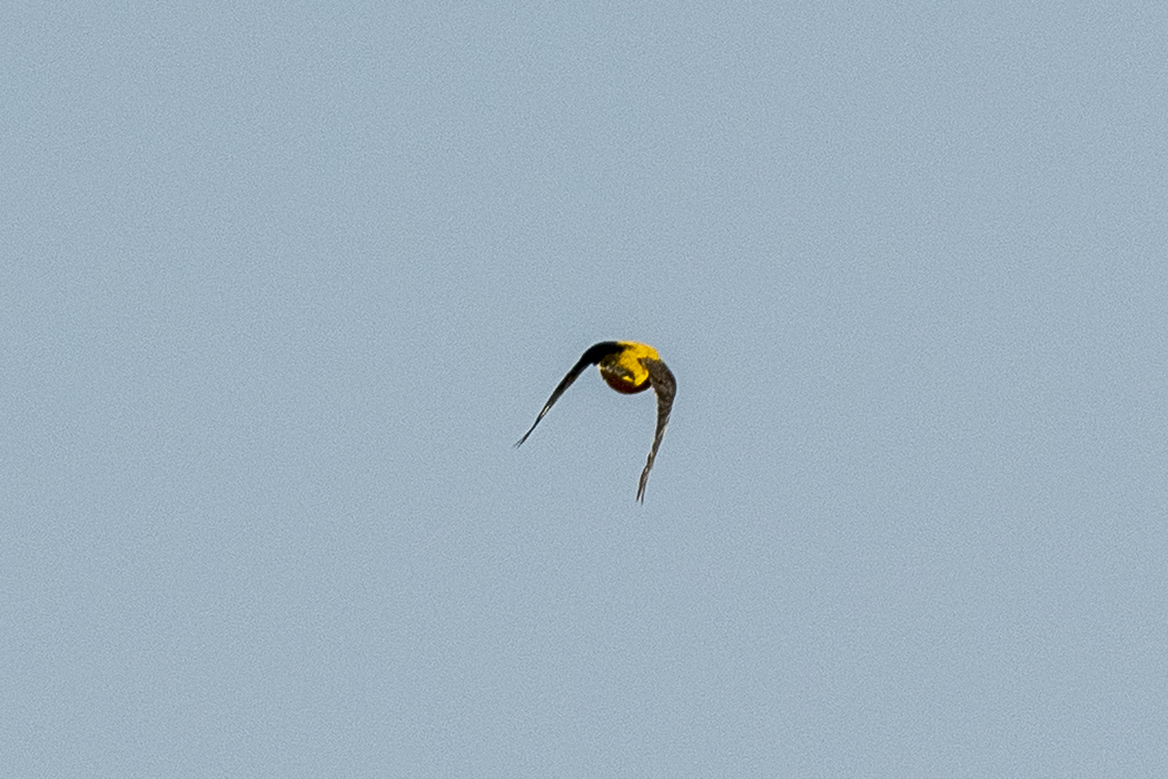 Sarıasma