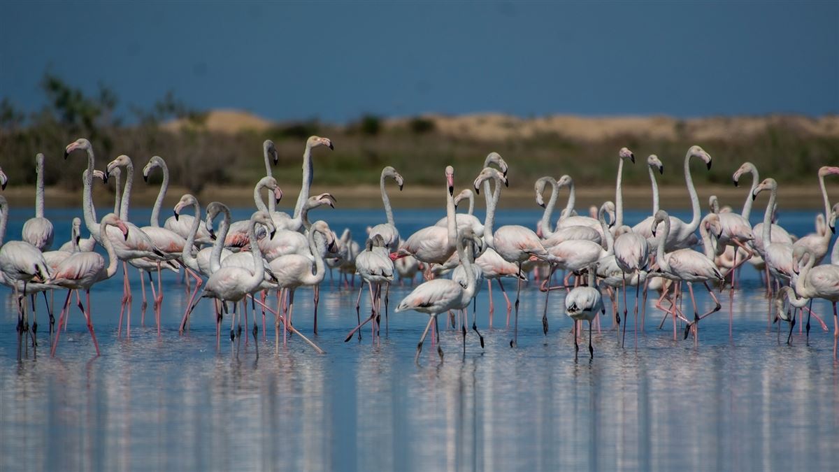 Flamingo