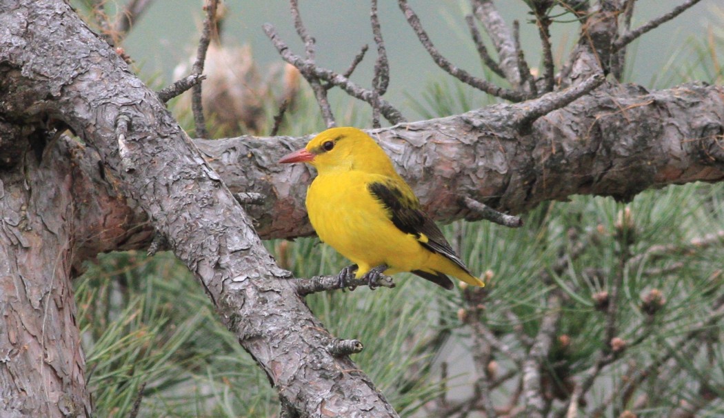 Eurasian Golden Oriole