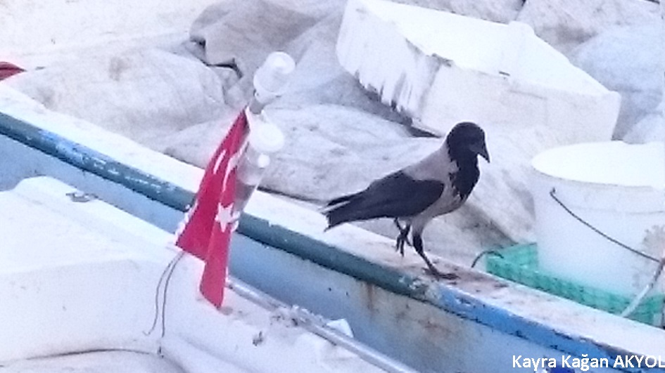 Leş Kargası