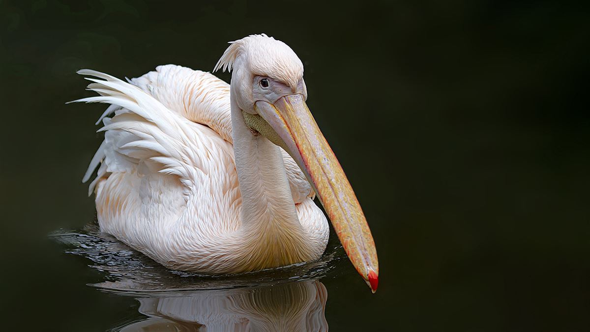 Ak Pelikan