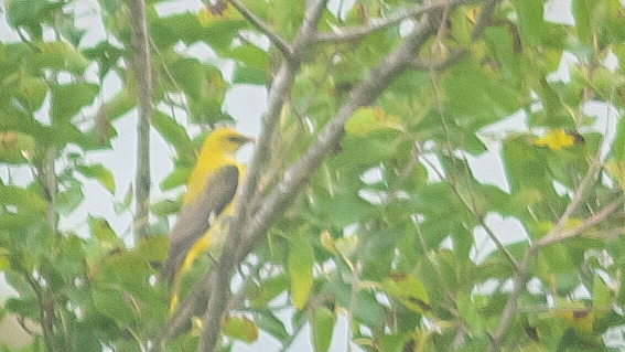 Eurasian Golden Oriole
