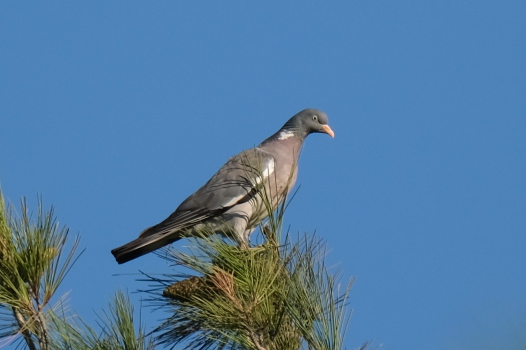 Common Wood Pigeon
