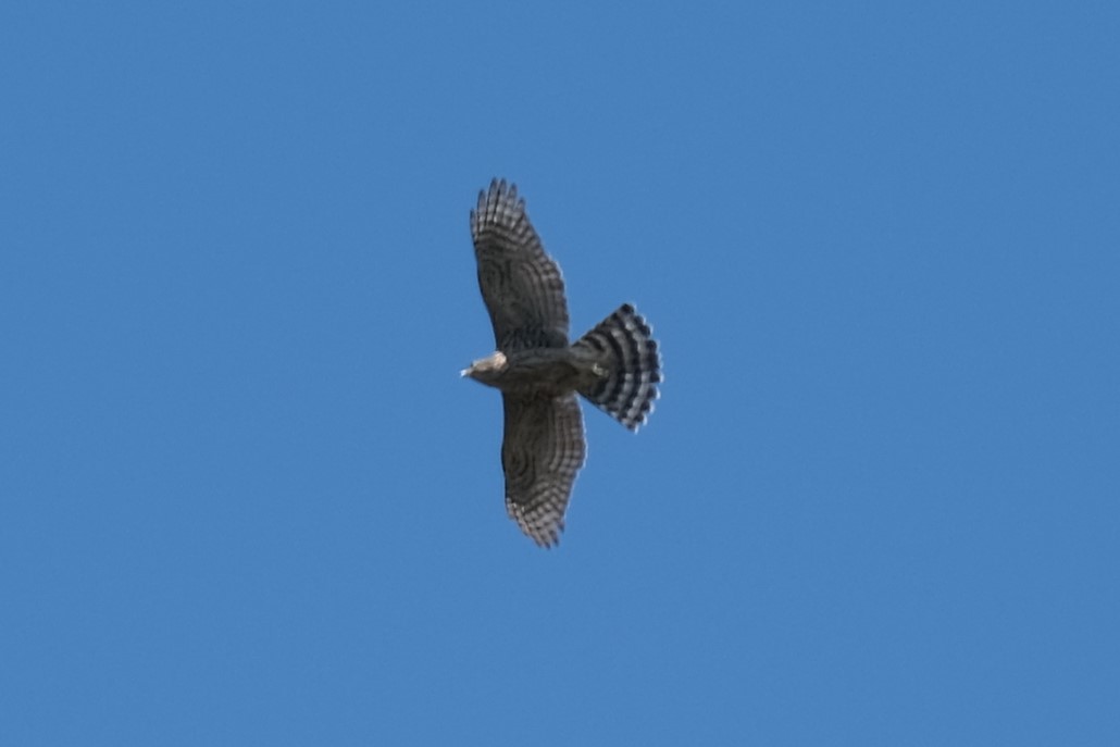 Eurasian Goshawk