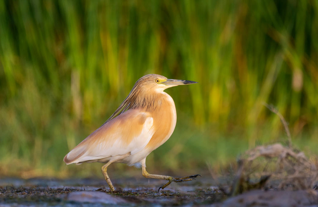 Squacco Heron