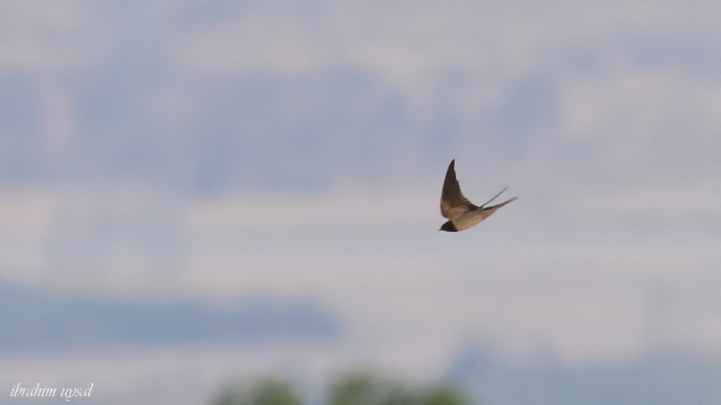 Barn Swallow