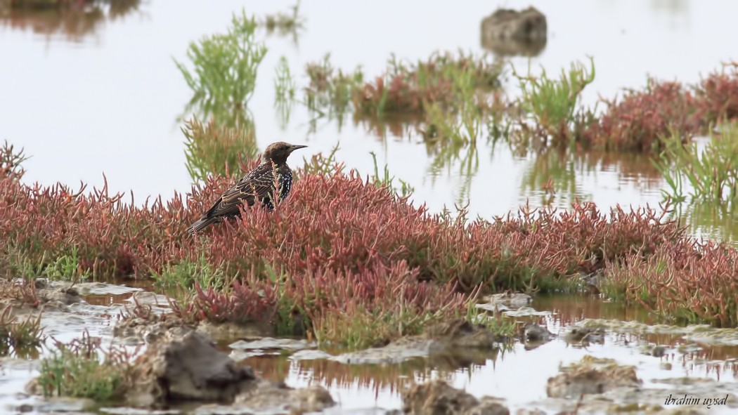 Common Starling