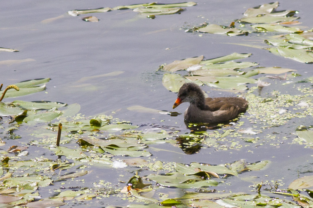 Common Moorhen