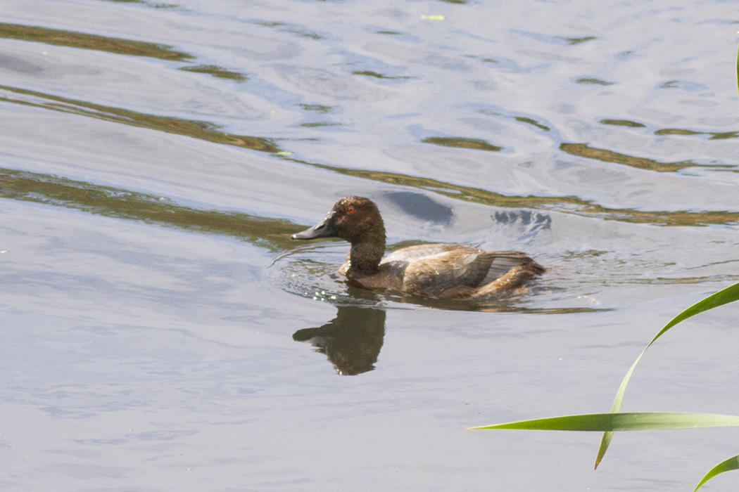 Common Pochard