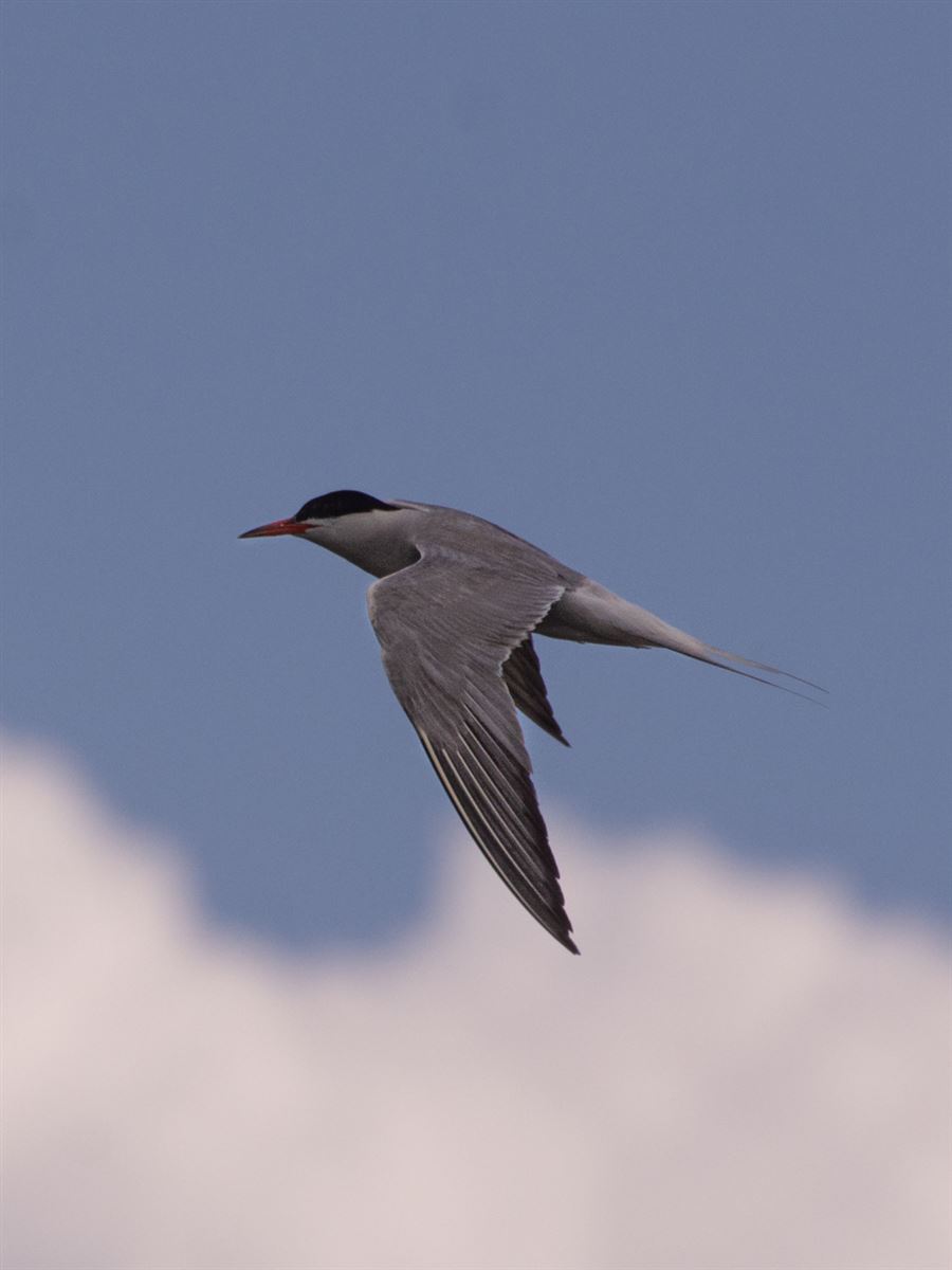 Common Tern