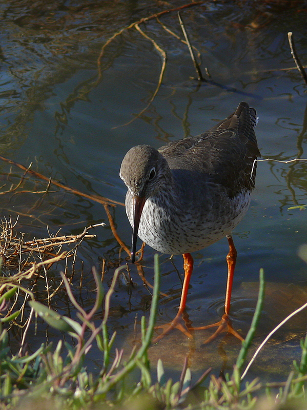 Common Redshank