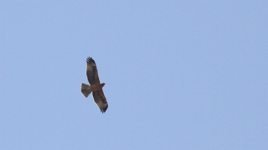 Bonelli`s Eagle