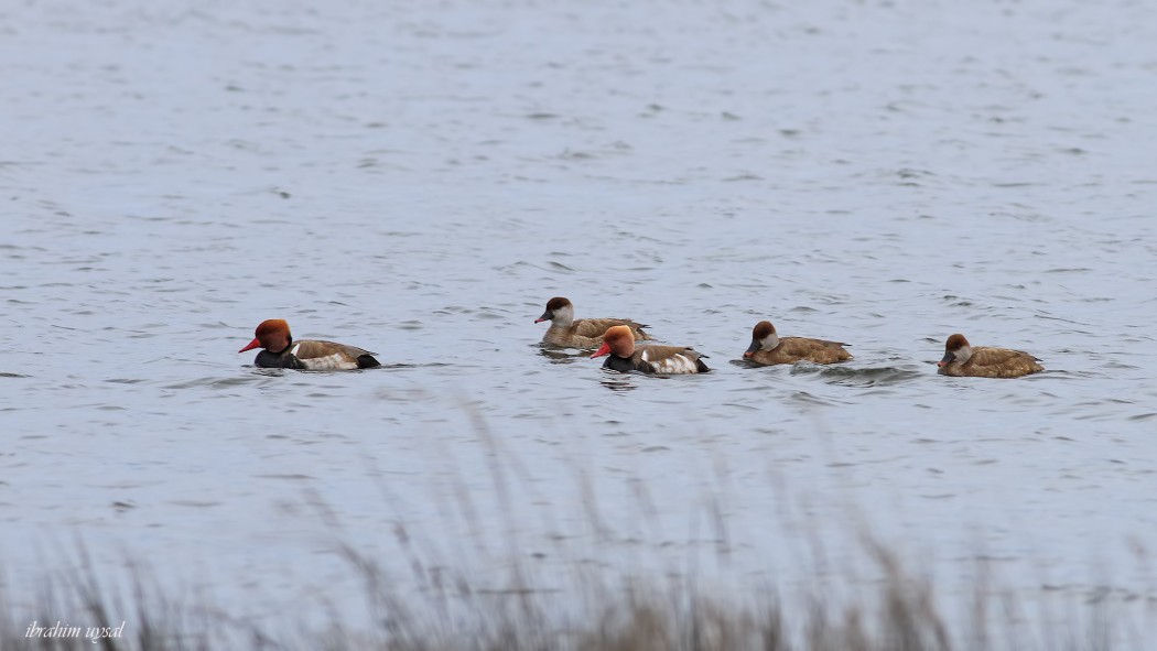 Red-crested Pochard