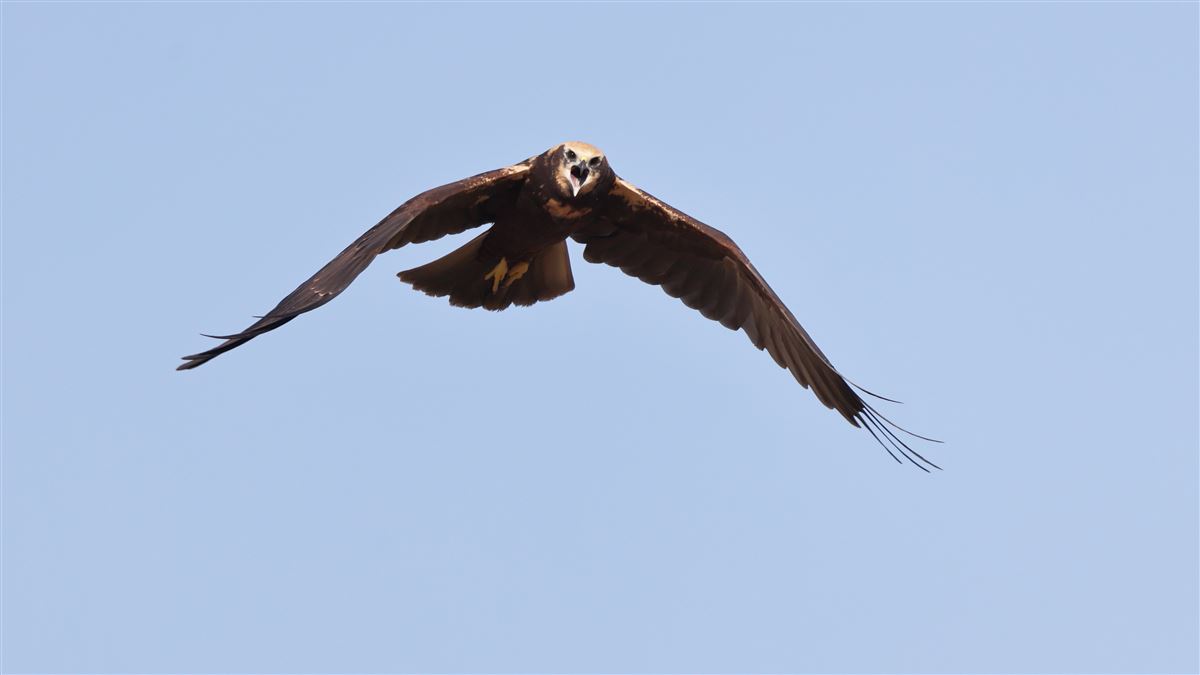 Western Marsh Harrier