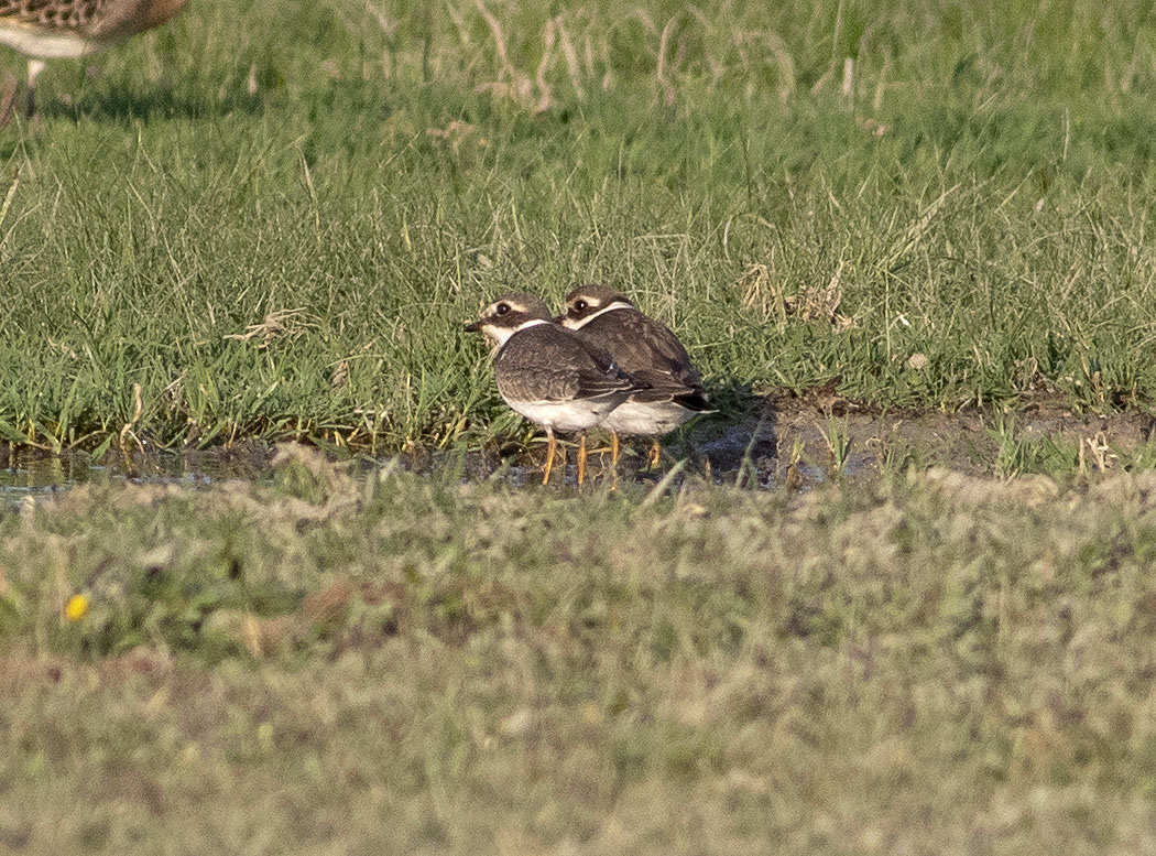 Common Ringed Plover