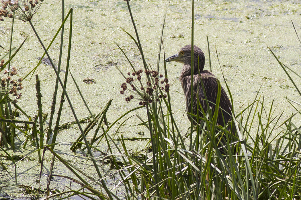 Black-crowned Night Heron