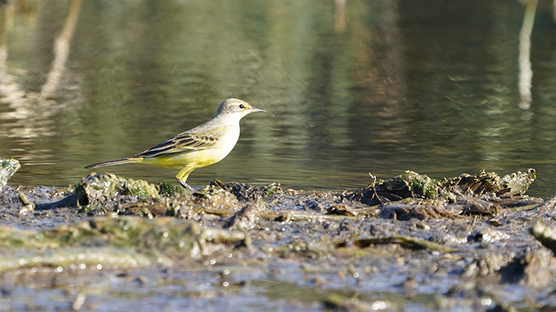 Western Yellow Wagtail