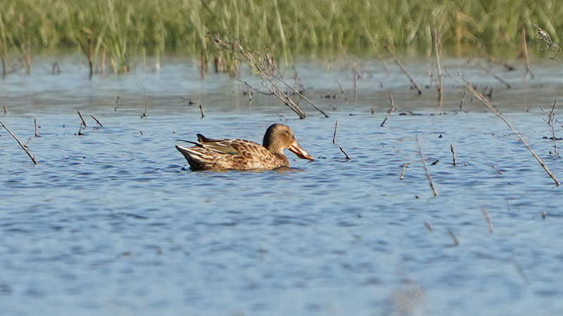 Northern Shoveler
