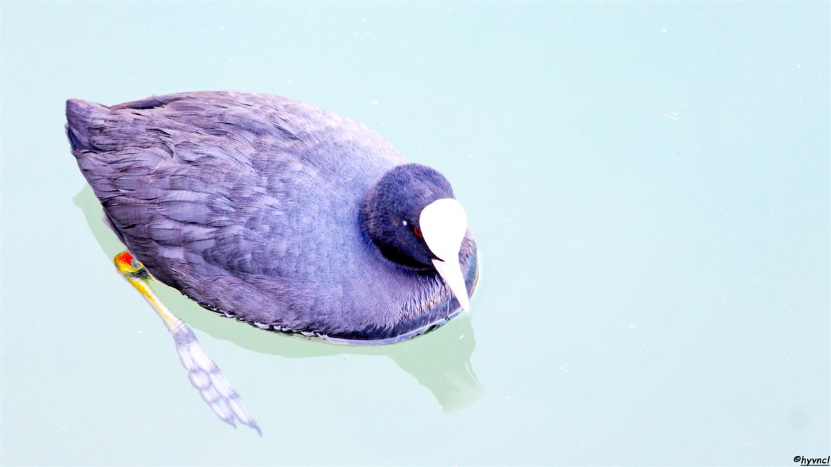Sakarmeke