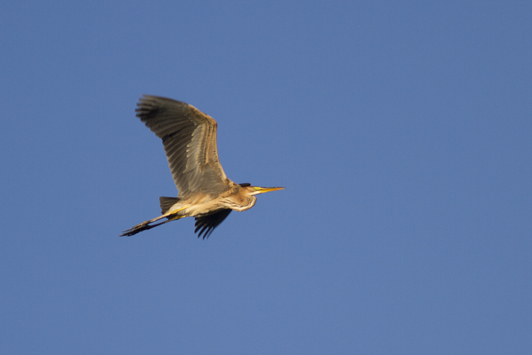 Purple Heron