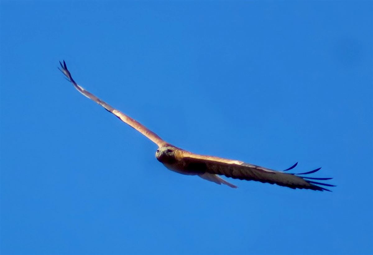 Kızıl Şahin