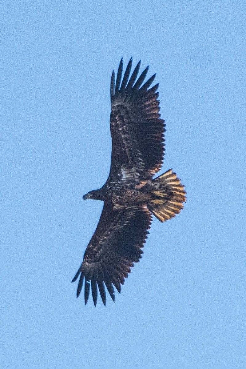 Akkuyruklu Kartal