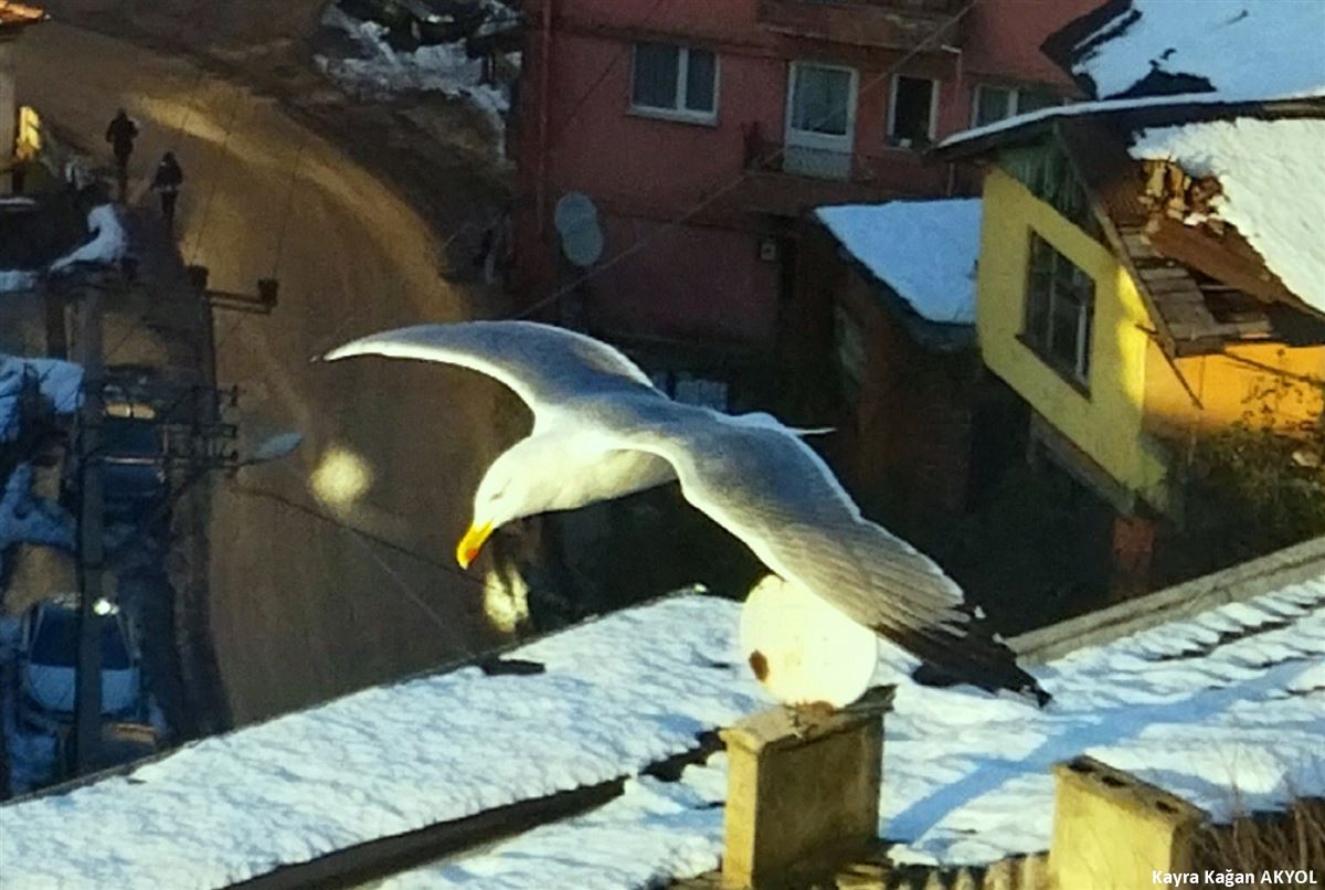 Gümüş Martı