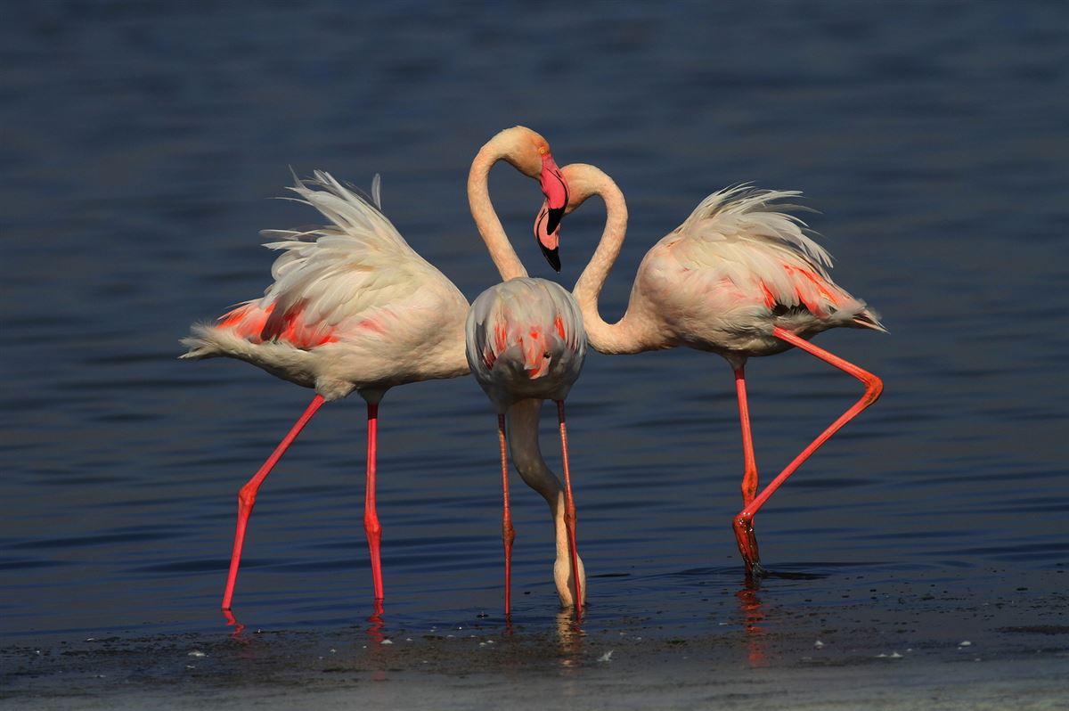 Flamingo