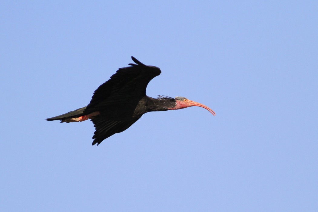 Kelaynak