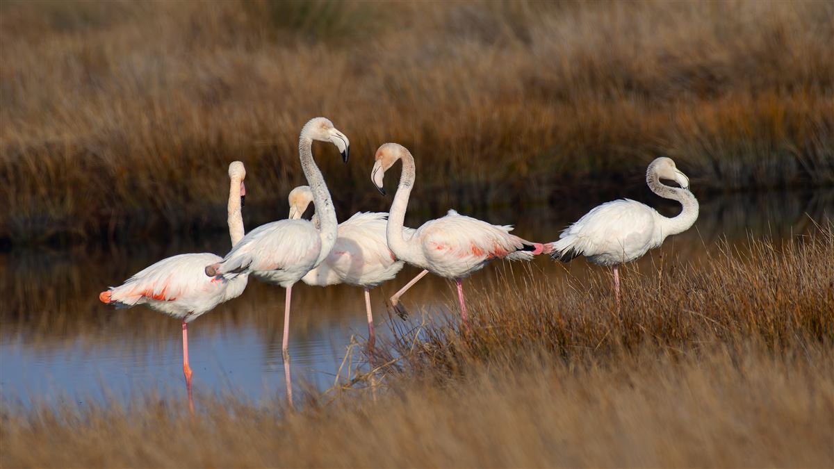 Flamingo