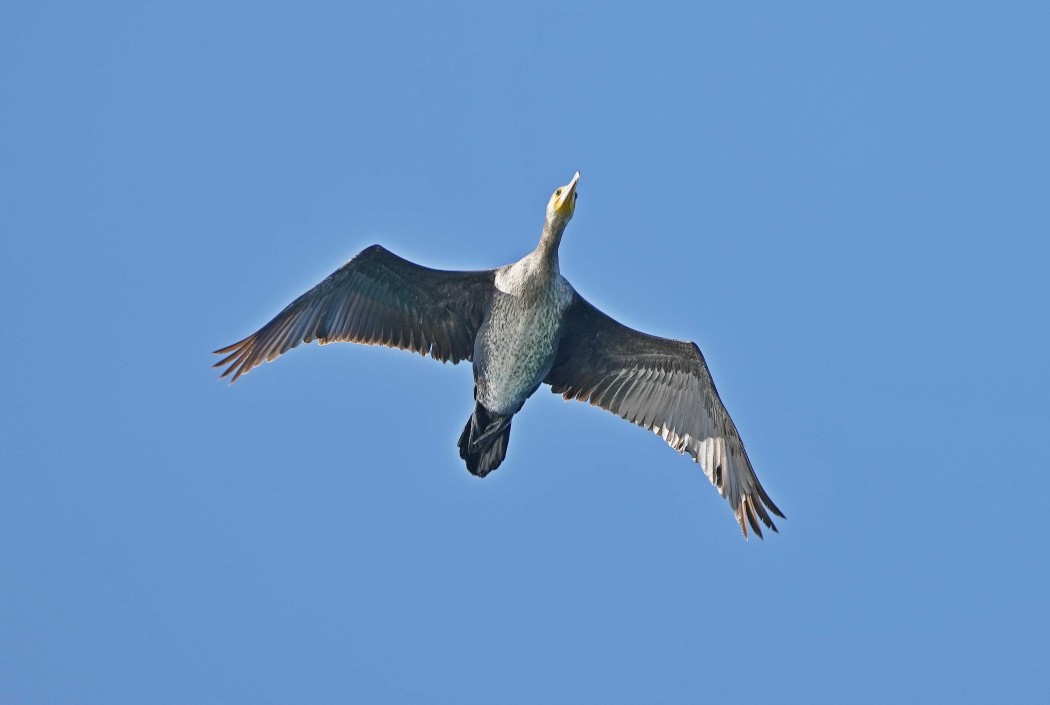 Great Cormorant