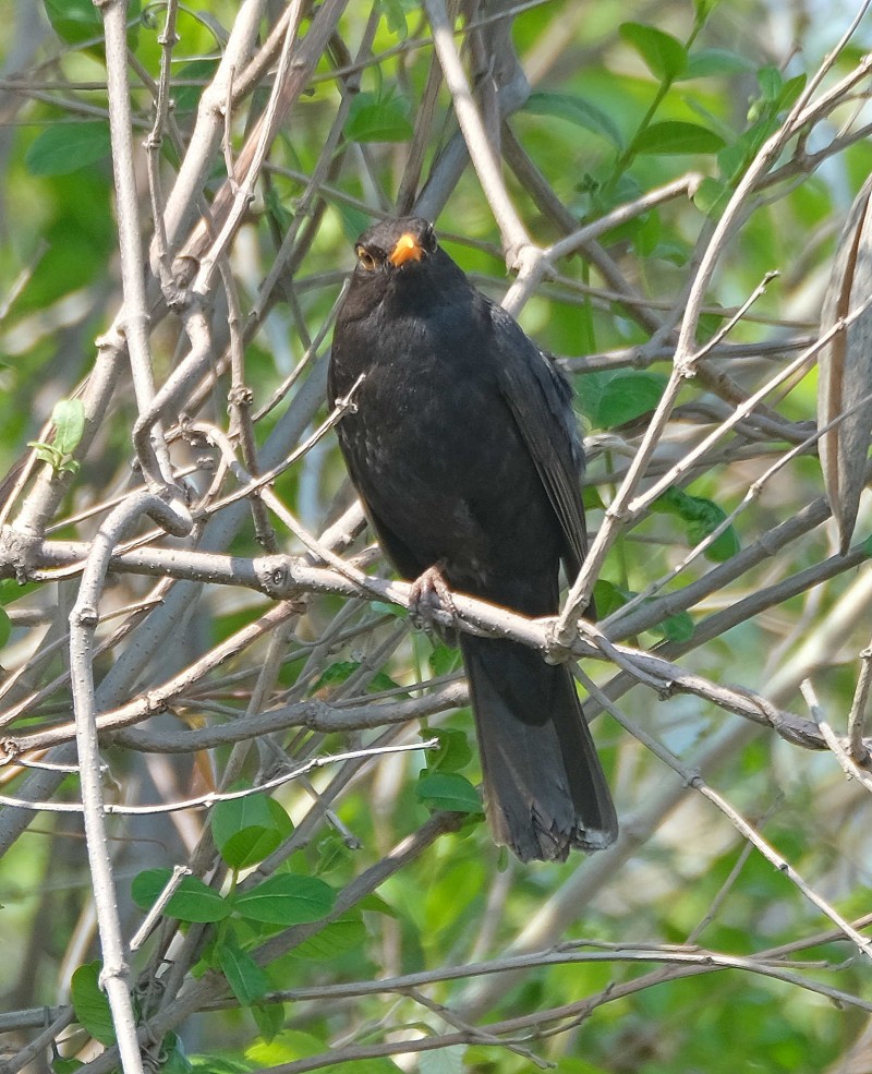 Common Blackbird