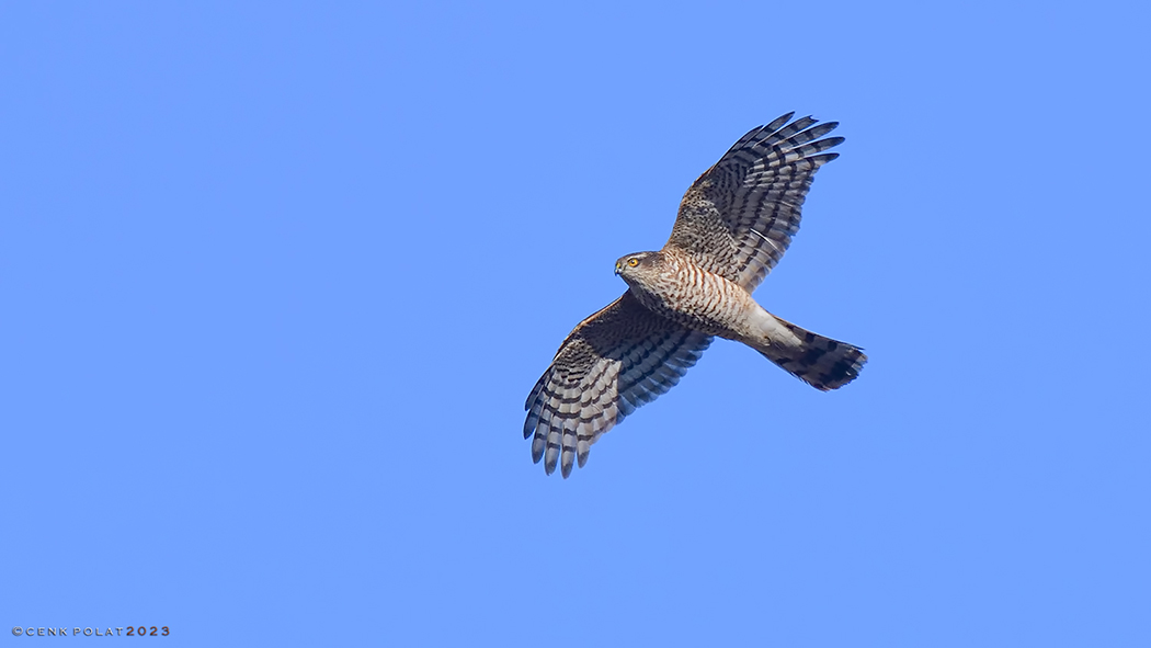 Eurasian Sparrowhawk