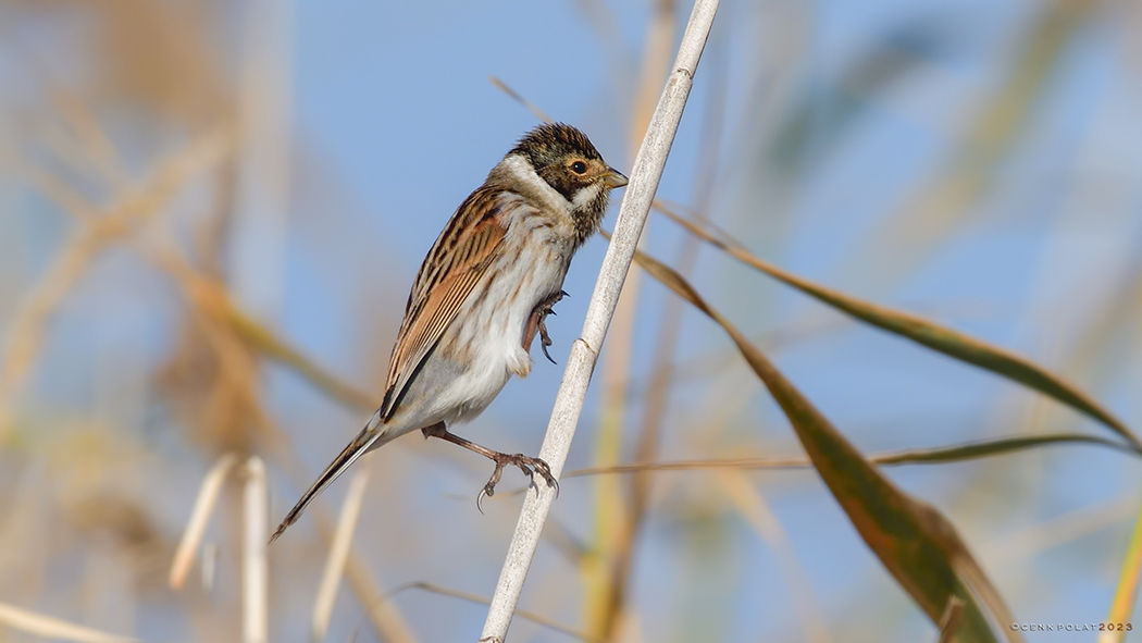 Common Reed Bunting
